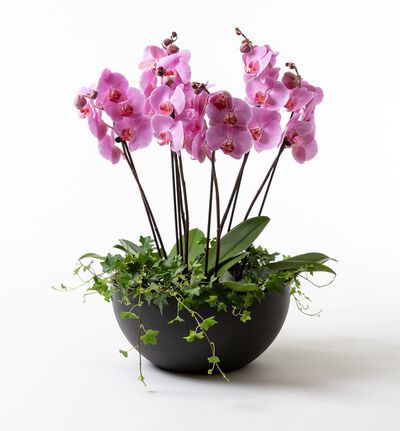 Arrangementsplanting med lilla orkidéer i fat